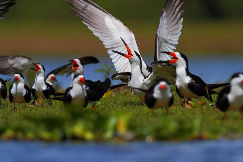 Divoká příroda jihoamerického mokřadu Pantanal