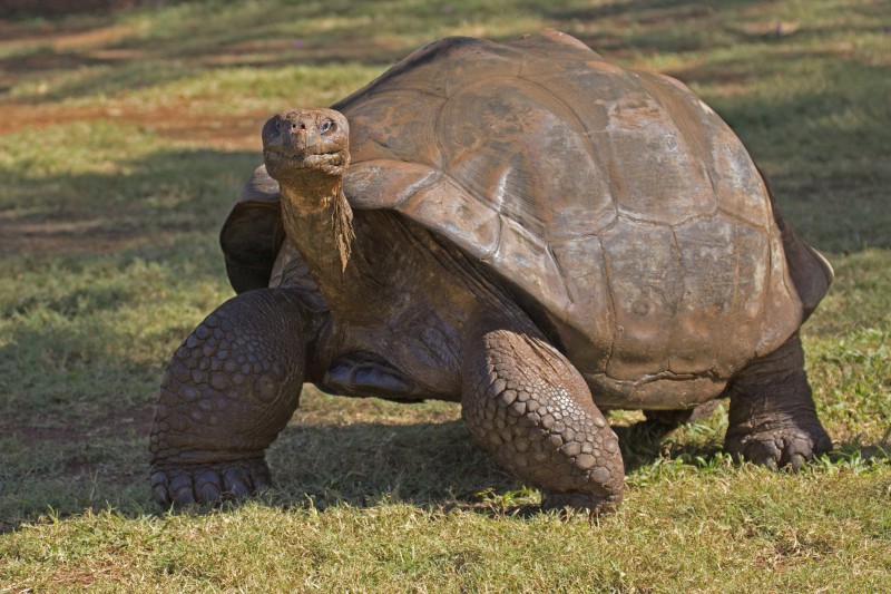 Obří želva na ostrovech Galapágy v Ekvádoru